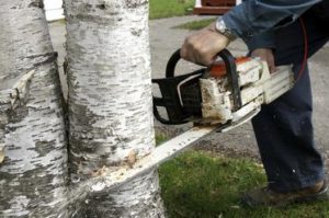 Man cutting down trees
